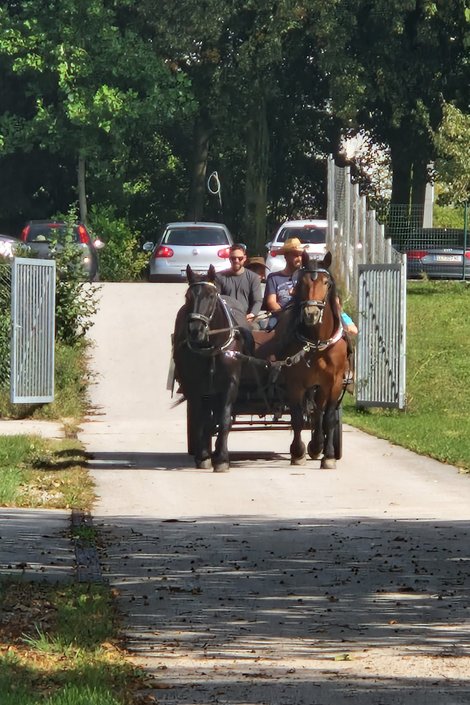 Kutschengespann bei Ankunft in Gschwendt