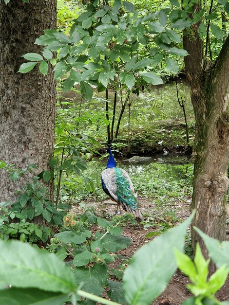 Pfau