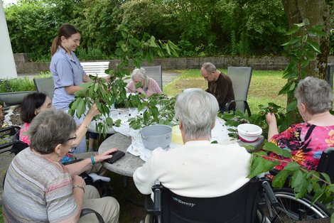 Ergotherapeutin mit BewohnerInnen beim Kirschenernten