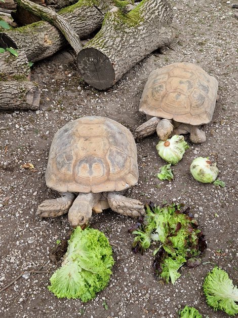 Schildkrötenfütterung